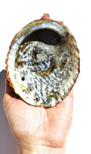 Load image into Gallery viewer, Abalone Shell - Florida Sol Crystal Co